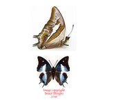 Polyura schreiber luzonicus (Philippines)